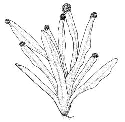 Syrrhopodon armatus, habit. Drawn from J.E. Beever 32-25, CHR 406130.
 Image: R.C. Wagstaff © Landcare Research 2014 